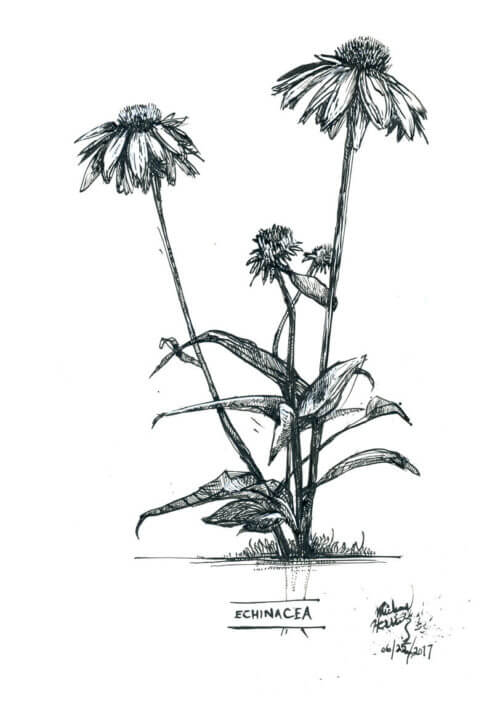Herb – Echinacea