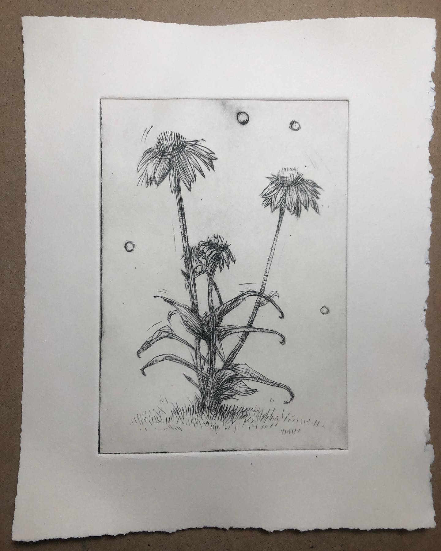Drypoint print of a group of Echinacea flowers